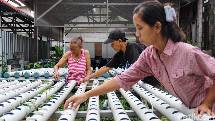 Kelompok Tani Swara Hijau Farm mengembangkan konsep urban farming terpadu di Kampung Sumur, Kelurahan Klender, Kecamatan Duren Sawit, Jakarta Timur, Senin (2/2/2026).