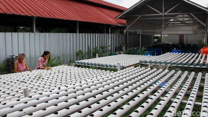 Kelompok Tani Swara Hijau Farm mengembangkan konsep urban farming terpadu di Kampung Sumur, Kelurahan Klender, Kecamatan Duren Sawit, Jakarta Timur, Senin (2/2/2026).