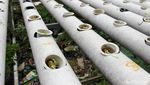 Urban Farming dan Budidaya Nila di Kampung Sumur