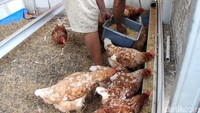 Untuk mendukung budidaya ikan nila, kelompok ini memanfaatkan sembilan kolam fiber dengan total 2.000 benih yang ditebar sejak Desember 2025.
