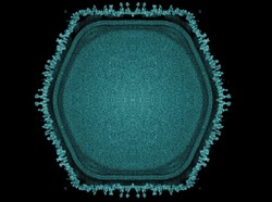 Virus Raksasa Ditemukan, Bisa Beri Petunjuk Evolusi Kehidupan