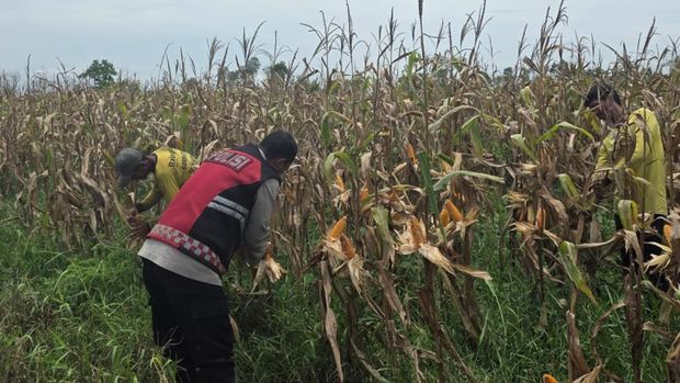 Aipda Iwan Haryanto membina petani untuk ketahanan pangan di Ogan Ilir, Sumsel