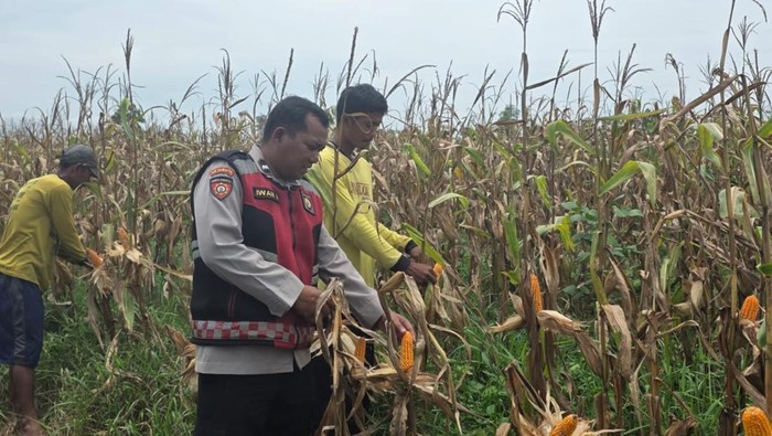 Aipda Iwan 15 Tahun Bina Ratusan Petani Hingga Ekonomi Desa di Ogan Ilir Meningkat