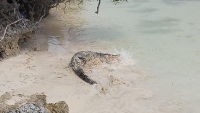 Buaya di Pantai Selayar Bahayakan Warga, Aparat Susun Strategi Penangkapan