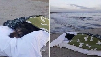 Seorang pria membawa anjingnya yang sakit parah untuk melihat laut untuk terakhir kalinya. Dia menulis: “Aku gila karena membawamu ke sini dalam kondisi seperti ini... tapi aku ingin memberimu perasaan itu. Aku tahu kau suka melihat luasnya laut - luasnya cinta yang sama yang kumiliki untukmu, Greta.” Foto: Boredpanda