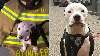 Saat baru berusia tiga minggu, seekor anak anjing bernama Jake diselamatkan dari gudang yang terbakar oleh petugas pemadam kebakaran Bill Lindler, meskipun ia menderita luka bakar di 75% tubuhnya. Setelah pemiliknya meninggalkannya di dokter hewan, Lindler mengadopsi Jake, yang kemudian pulih dengan luar biasa. Kini Jake mengajari anak-anak tentang keselamatan kebakaran, dengan bangga mengenakan lencana anjing pekerja, dan telah menjadi maskot resmi Departemen Pemadam Kebakaran Hanahan. Foto: Boredpanda