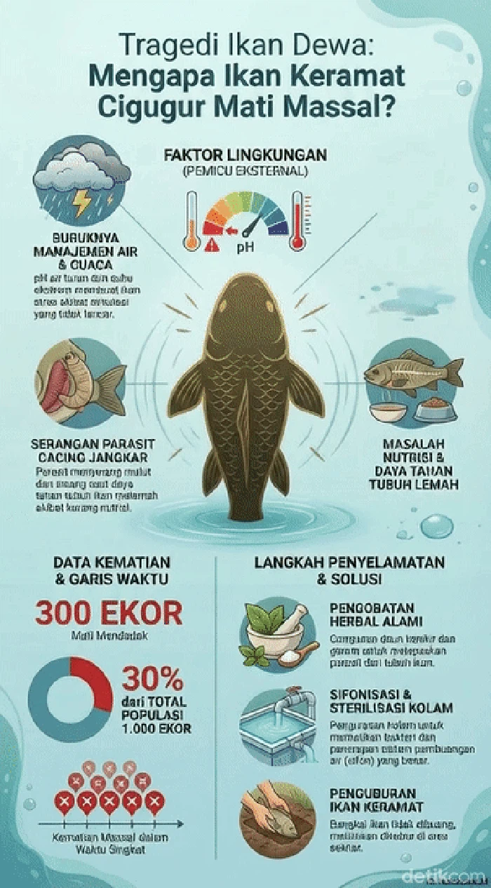 Tragedi Kematian Massal Ikan Dewa di Kuningan