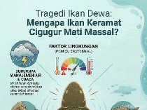 Tragedi Kematian Massal Ikan Dewa di Kuningan