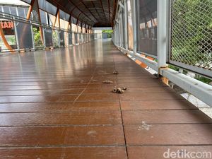 Video: Skywalk Kebayoran Banyak Kotoran Kucing, Begini Respons Pramono