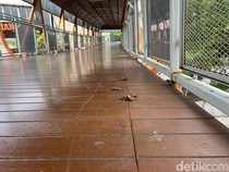 Duh! Kotoran Kucing Berserakan Lagi di Skywalk Kebayoran Lama Jaksel