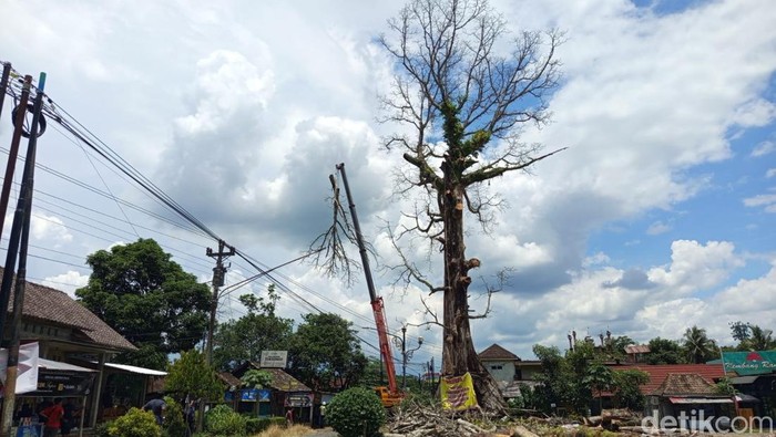 Penebangan Randu Alas Tuksongo Borobudur Dilanjutkan Hari Ini