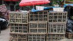 Permintaan Burung Meningkat Tajam Jelang Imlek 2026 di Kawasan Glodok
