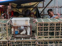 Permintaan Burung Meningkat Tajam Jelang Imlek 2026 di Kawasan Glodok