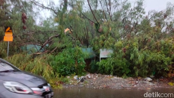 Pohon tumbang akibat hujan angin di Surabaya