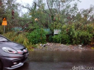 30 Pohon Tumbang Saat Hujan Angin Terjang Surabaya