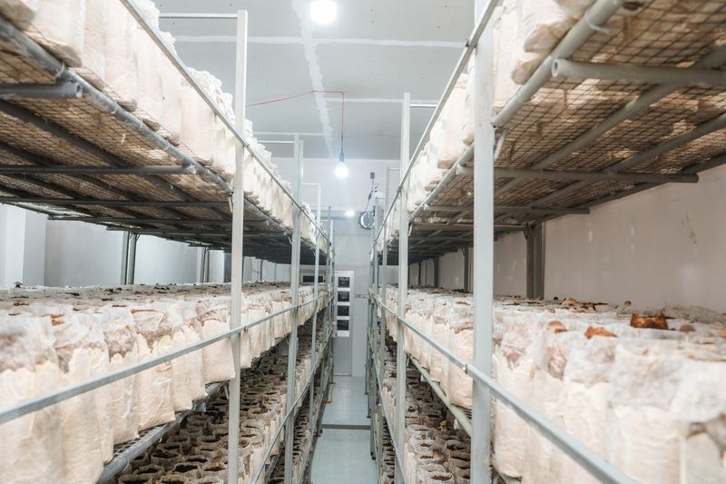 Pria budidaya jamur Punya 3 Gelar Sarjana, Pria Ini Lebih Pilih Budidaya Jamur