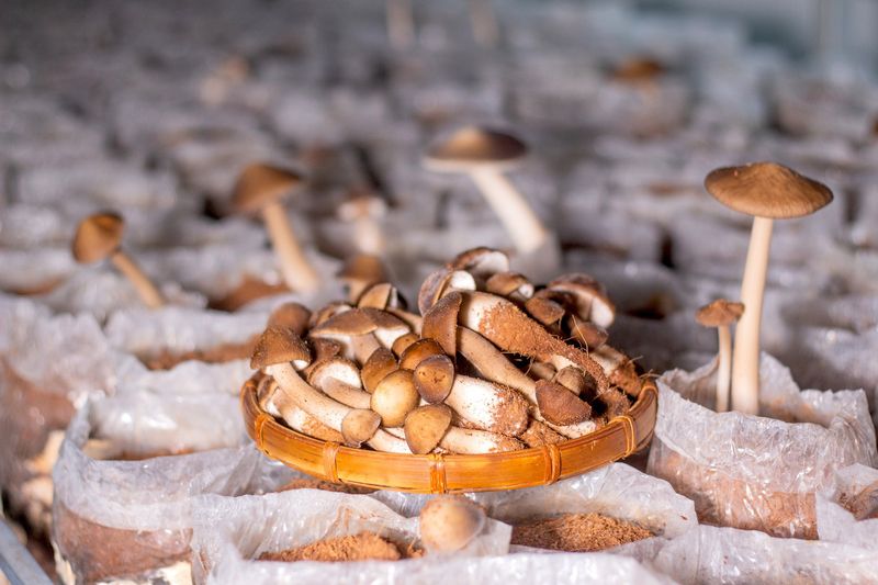 Pria budidaya jamur Punya 3 Gelar Sarjana, Pria Ini Lebih Pilih Budidaya Jamur