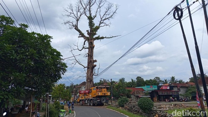 Penampakan pohon randu alas Tuksongo, Kecamatan Borobudur, Kabupaten Magelang, Selasa (3/2/2026).