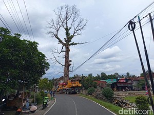 Randu Alas Tuksongo Borobudur Bakal Disisakan 8 Meter, Ini Alasannya