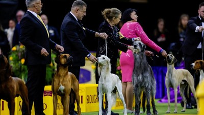 Ratusan Anjing Terbaik Tampil di Pameran Westminster ke-150