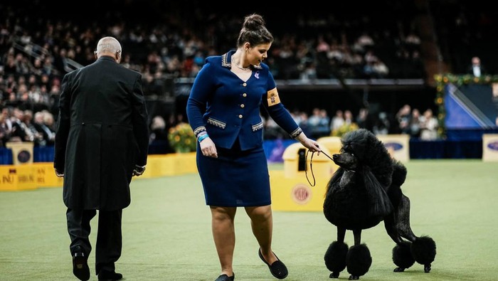 Ratusan anjing ras terbaik dari berbagai negara tampil memukau dalam Pameran Anjing Tahunan Westminster Kennel Club ke-150 yang digelar di New York City, Amerika Serikat, Senin (2/2/2026). Ajang bergengsi ini kembali menjadi sorotan pecinta anjing dunia. REUTERS/Eduardo Munoz