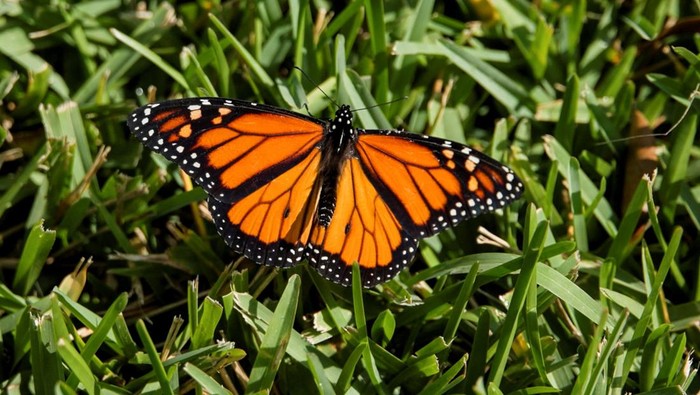 A monarch butterfly is shown with a lightweight tracking tag developed to study long-distance insect migration, in Miami, Florida, U.S., January 23, 2026. REUTERS/Maria Alejandra Cardona