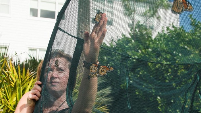 A monarch butterfly is shown with a lightweight tracking tag developed to study long-distance insect migration, in Miami, Florida, U.S., January 23, 2026. REUTERS/Maria Alejandra Cardona