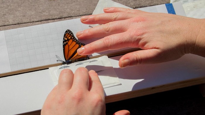 A monarch butterfly is shown with a lightweight tracking tag developed to study long-distance insect migration, in Miami, Florida, U.S., January 23, 2026. REUTERS/Maria Alejandra Cardona