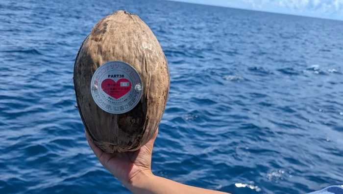 Tradisi lempar kelapa ke laut di Jepang