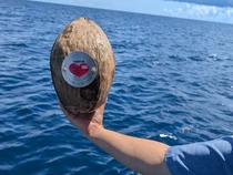 Unik! Jepang Punya Tradisi Lempar Kelapa Berisi Pesan ke Laut