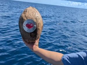 Unik! Jepang Punya Tradisi Lempar Kelapa Berisi Pesan ke Laut