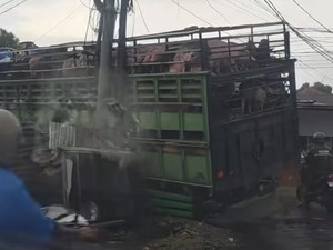 Truk Angkut 98 Ekor Babi Hilang Kendali-Terperosok ke Selokan di Makassar