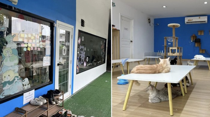 Viral! Kafe Kucing Tutup Usai Beredarnya Video Penyiksaan Kucing