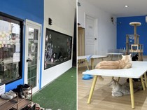 Viral! Kafe Kucing Tutup Usai Beredarnya Video Penyiksaan Kucing