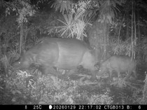 Gemoy! Anakan Badak Jawa Terekam Kamera di TN Ujung Kulon