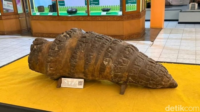 Batu Siput salah satu koleksi di Museum Sang Nila Utama, Riau. (Raja Adil Siregar/detikSumut)