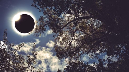Amazing scientific natural phenomenon. Diamond ring, prominence and internal corona. Total solar eclipse glowing on blue sky above silhouette of trees, serenity nature. Abstract fantastic background.