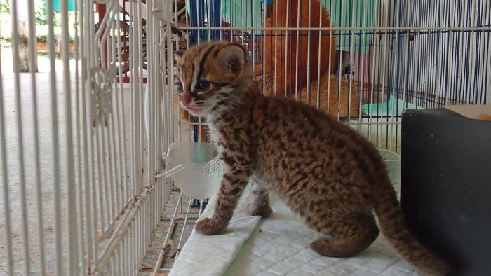 Pemuda di Palembang Ditangkap gegara Perjualbelikan Kucing Luwuk