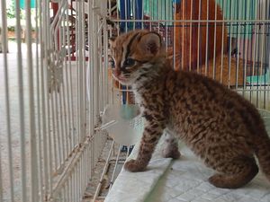 Pemuda di Palembang Ditangkap gegara Perjualbelikan Kucing Luwuk