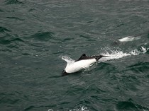 Momen Berharga Turis Bertemu Spesies Lumba-lumba Langka di Alamnya