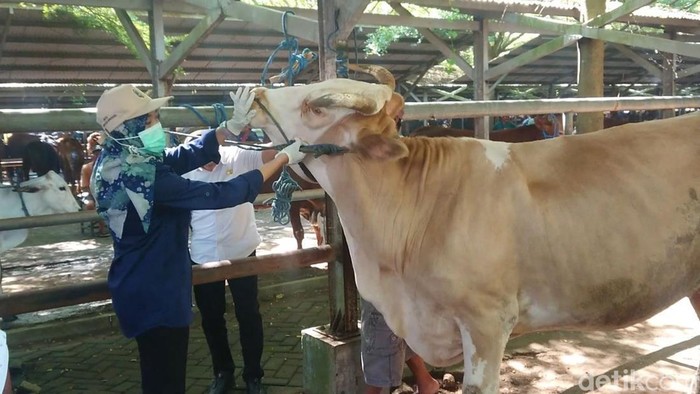 PMK Kembali Merebak, Harga Sapi dan Kambing di Tulungagung Tetap Stabil