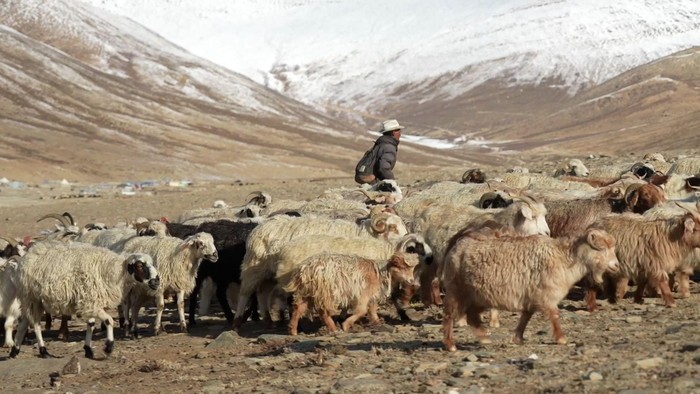 Proyek Tenaga Surya India Bikin Cemas Penggembala di Himalaya