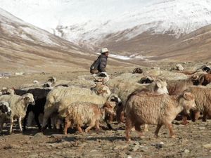 Proyek Tenaga Surya India Bikin Cemas Penggembala di Himalaya