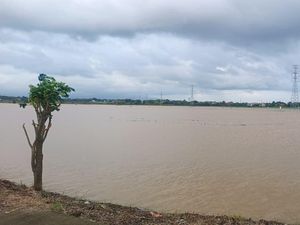 2.807 Hektare Sawah Gagal Panen Akibat Banjir Jepara Tak Tercover Asuransi