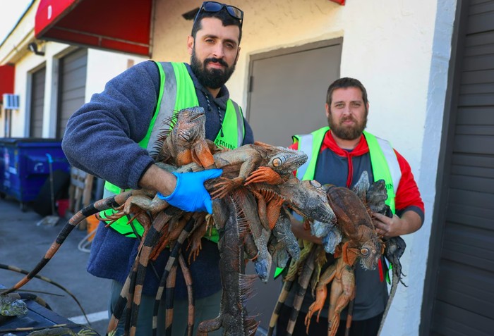 Suhu dingin ekstrem di Florida, AS membuat iguana membeku dan berjatuhan.
