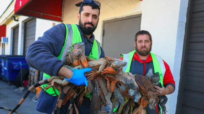 Aneh! Ribuan Iguana Mendadak Berjatuhan dari Pohon