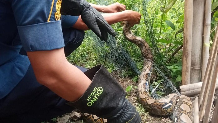 Ular piton terjerat jaring pengaman kandang ternak di Desa Jiwowetan, Wedi, Klaten, Rabu (4/2/2026).