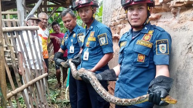 Ular piton terjerat jaring pengaman kandang ternak di Desa Jiwowetan, Wedi, Klaten, Rabu (4/2/2026). Ular piton terjerat jaring pengaman kandang ternak di Desa Jiwowetan, Wedi, Klaten, Rabu (4/2/2026).