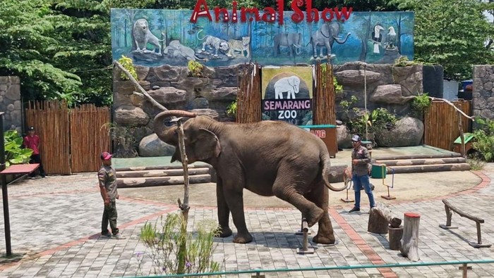 Tahun Ini, Tak Ada Lagi Atraksi Gajah Tunggang di Semarang Zoo
