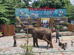 Tahun Ini, Tak Ada Lagi Atraksi Gajah Tunggang di Semarang Zoo